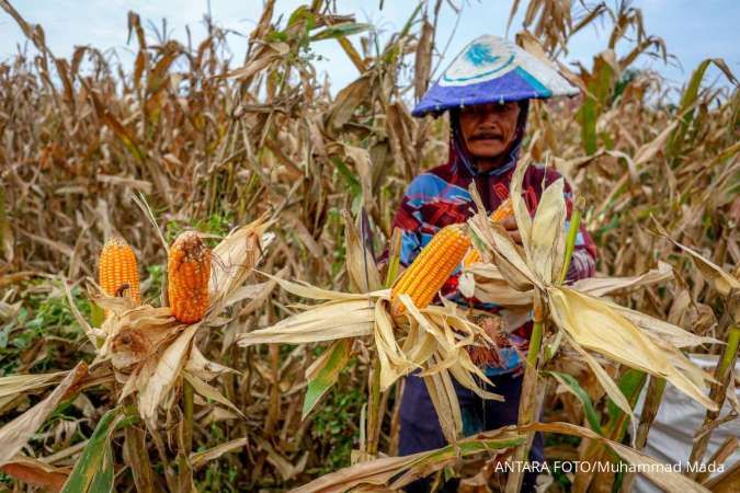 Nilai Tukar Petani Naik Menjadi 124,05 Pada November 2025