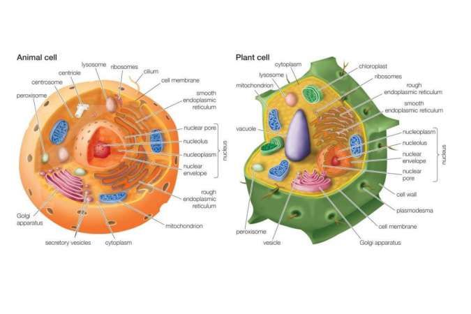 Sel hewan dan sel tumbuhan