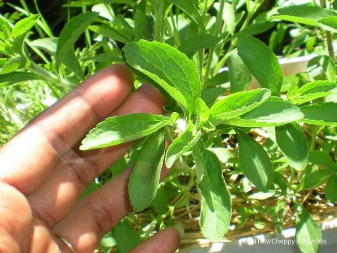 Peluang manis dari budidaya tanaman stevia (Bagian 2)
