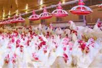 Widodo Makmur Berencana Tingkatkan Kapasitas Produksi Sapi dan Unggas Tahun Depan