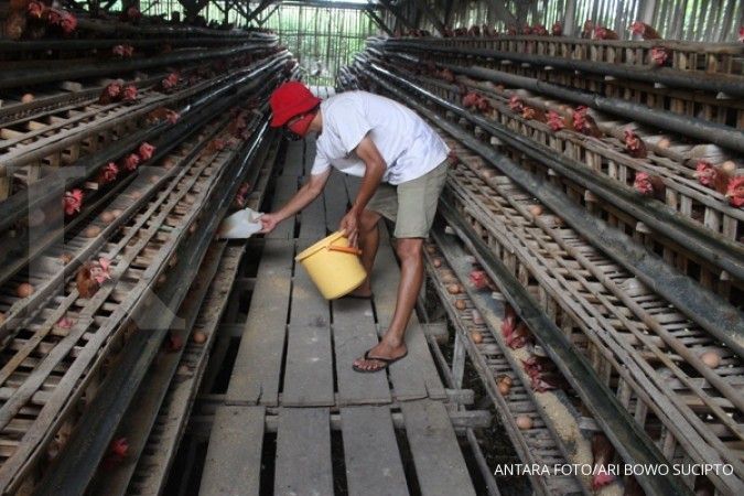 Harga ayam di tingkat peternak anjlok