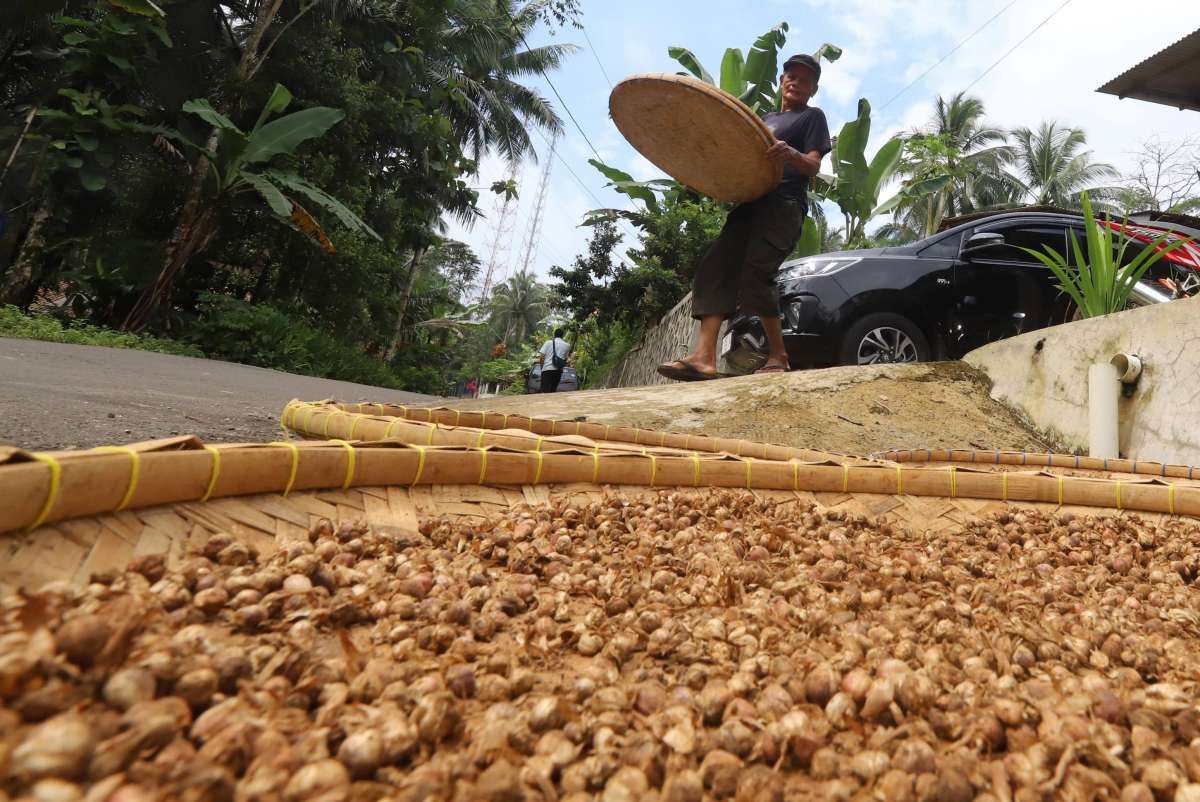 Harga Rempah Kapulaga Kembali Normal Pasca Pandemi