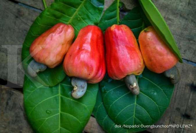 Kandungan Nutrisi dan Manfaat Jambu Mede untuk Kesehatan Tubuh