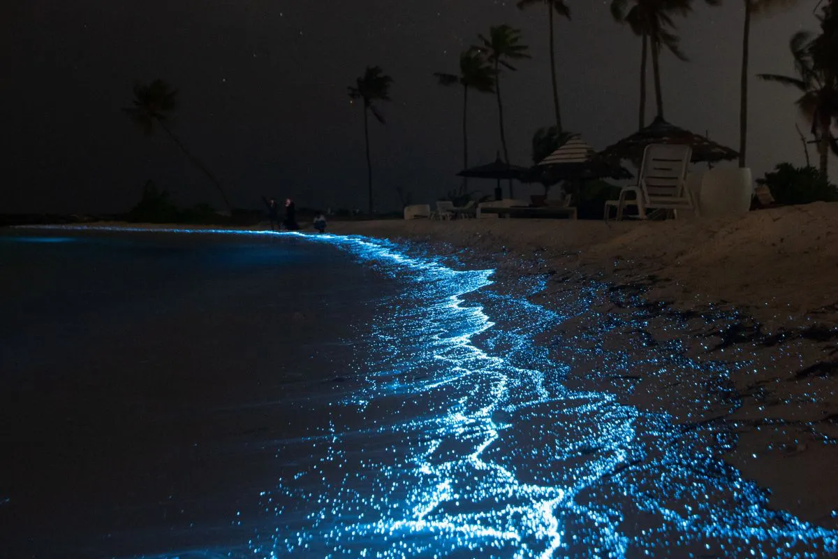 Fenomena Alam Langka: bioluminesensi