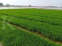 PSN Food Estate Merauke Strategis untuk Ketahanan Pangan Jangka Panjang