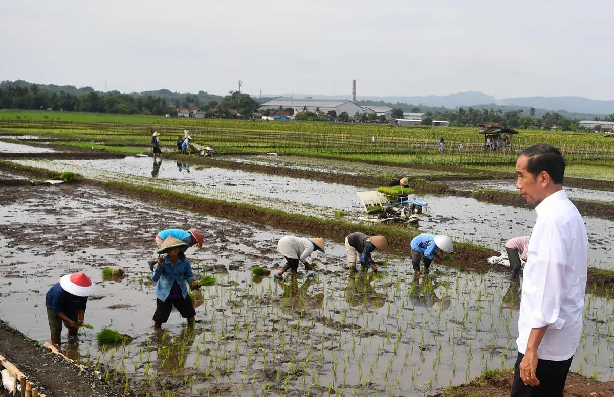 Presiden Jokowi Berharap Produksi Beras Naik, Minta Petani Segera Tanam Padi