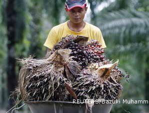 AALI Meremajakan Tanaman Kelapa Sawit