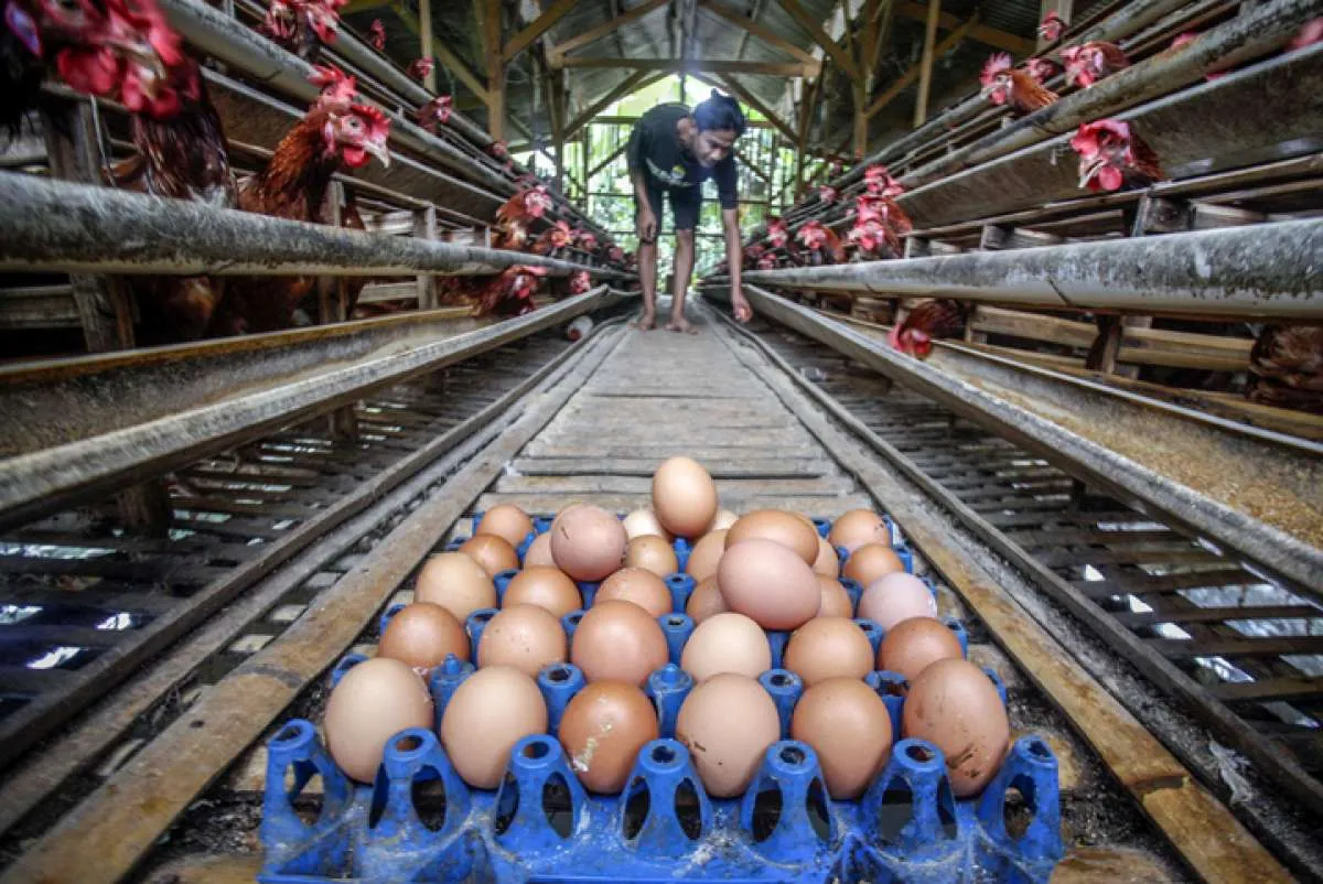 Acuan harga telur ayam naik, bandingkan dengan harga riil terbaru ini (12/2)