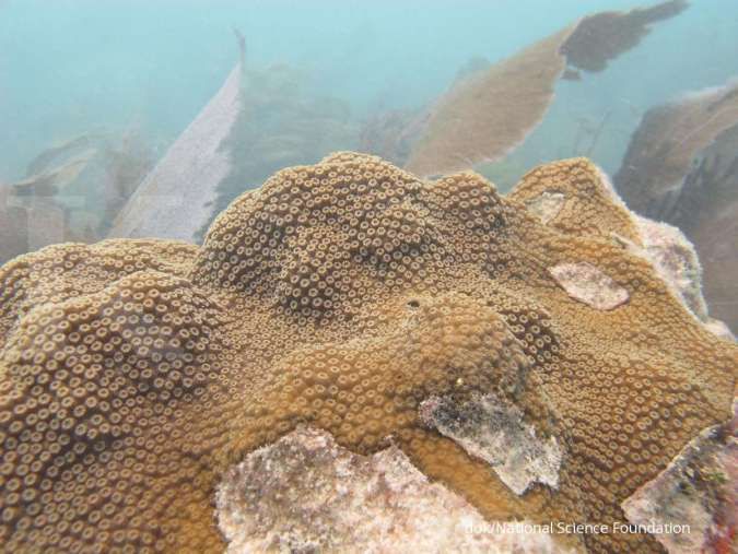 Polusi dan penangkapan ikan besar-besaran merusak karang 
