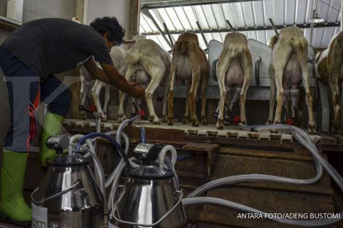 Kementan: Petani Milenial Asal Kasembon, Malang Sukses Budidaya Kambing Perah