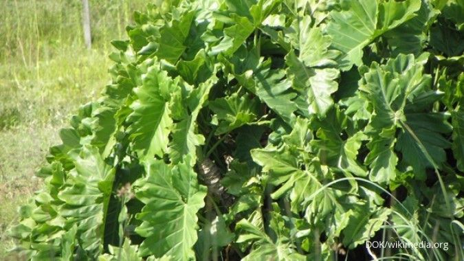 Manfaat Tanaman Hias Philodendron Hilangkan Zat Racun Penyebab Kanker