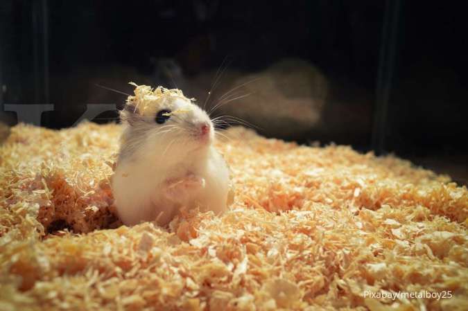 4 Tips Supaya Hamster Peliharaan Berumur Panjang