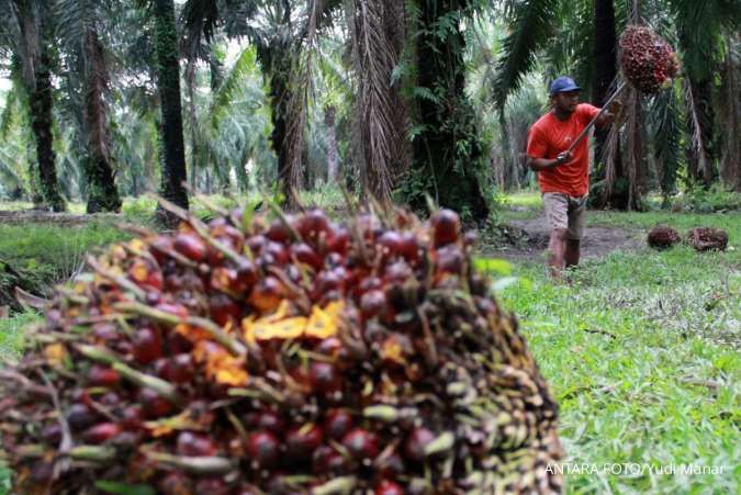 Harga CPO Naik, Sampoerna Agro (AGRO) Optimis Catat Kinerja Positif di Semester II 