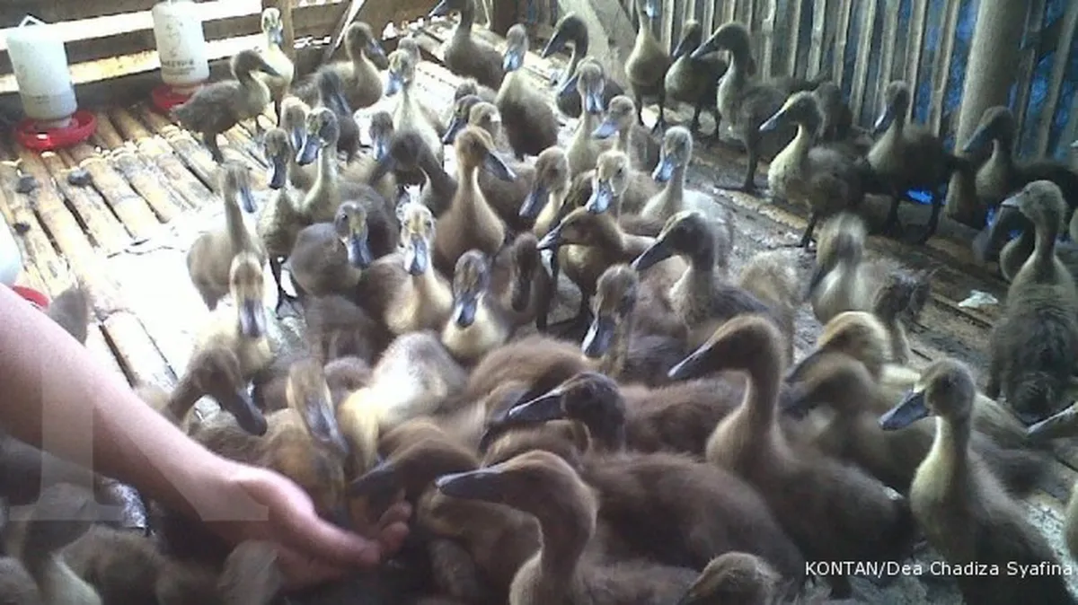 Pemerintah larang impor bibit itik dari Australia