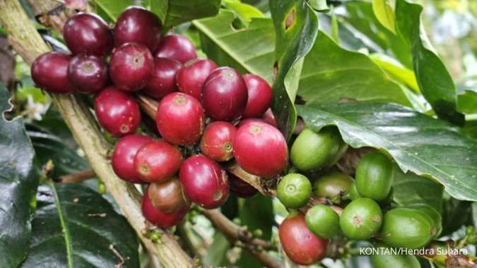  Permintaan Kopi Mewangi, Cuan Kopi Bener Meriah Kian Meriah