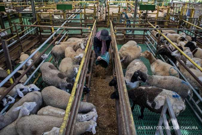 Harga Kambing Kurban di Jakarta 2025 Terbaru untuk Idul Adha