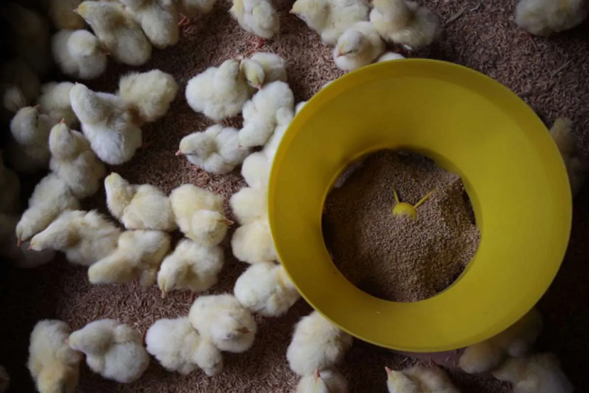Pendapatan dan laba turun, ini rekomendasi saham poultry