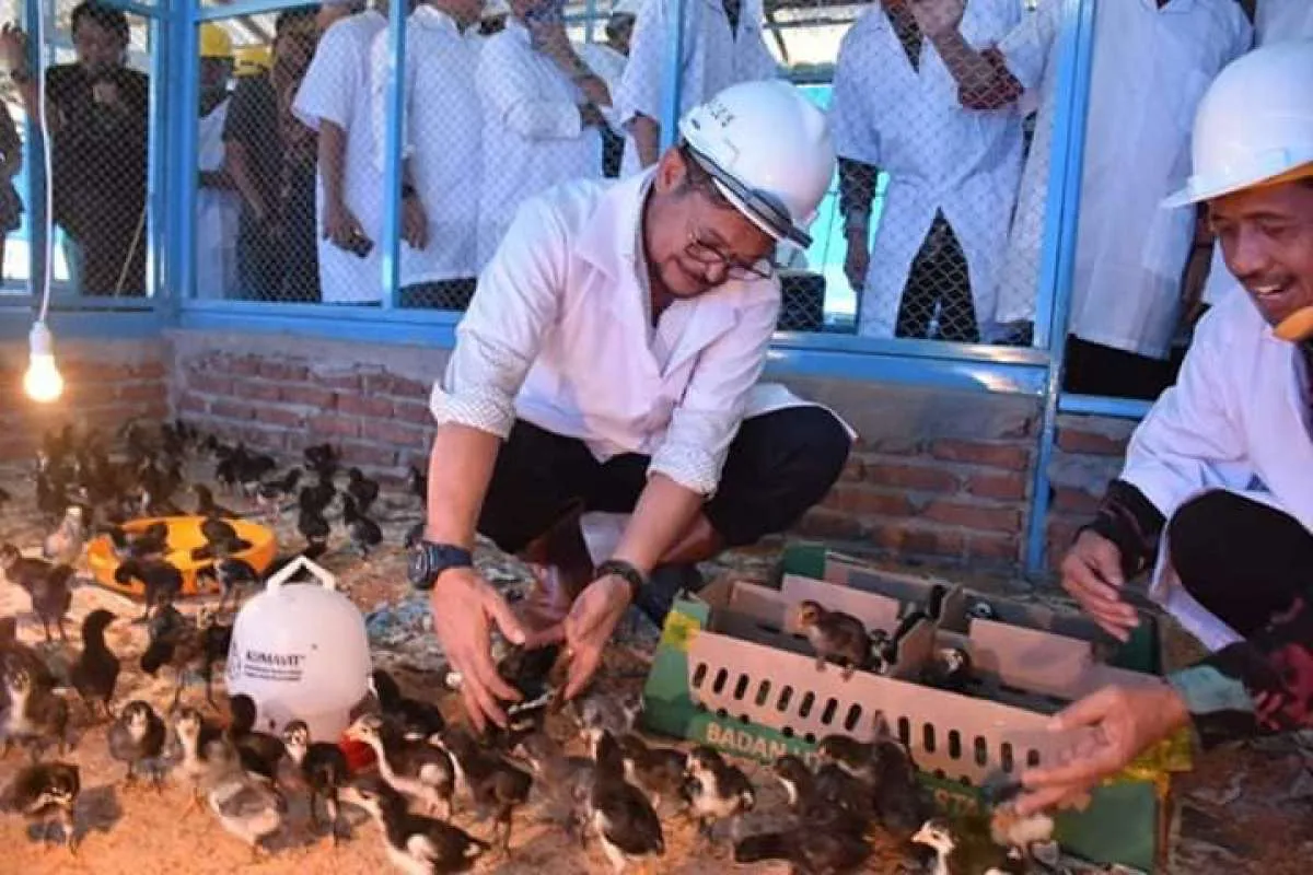 Apresiasi kepedulian Mentan, Himpuli tunggu program pengembangan ayam lokal Indonesia