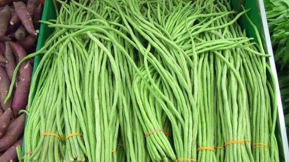 Bisa mengontrol gula darah, ini manfaat kacang panjang untuk kesehatan