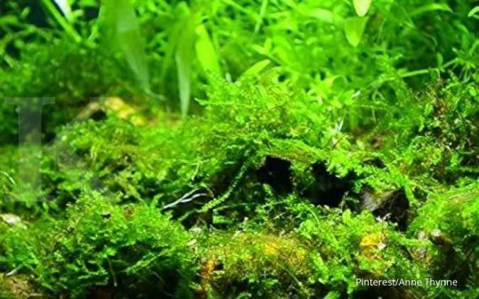 Rekomendasi Jenis Tanaman Air untuk Akuarium Ikan Hias