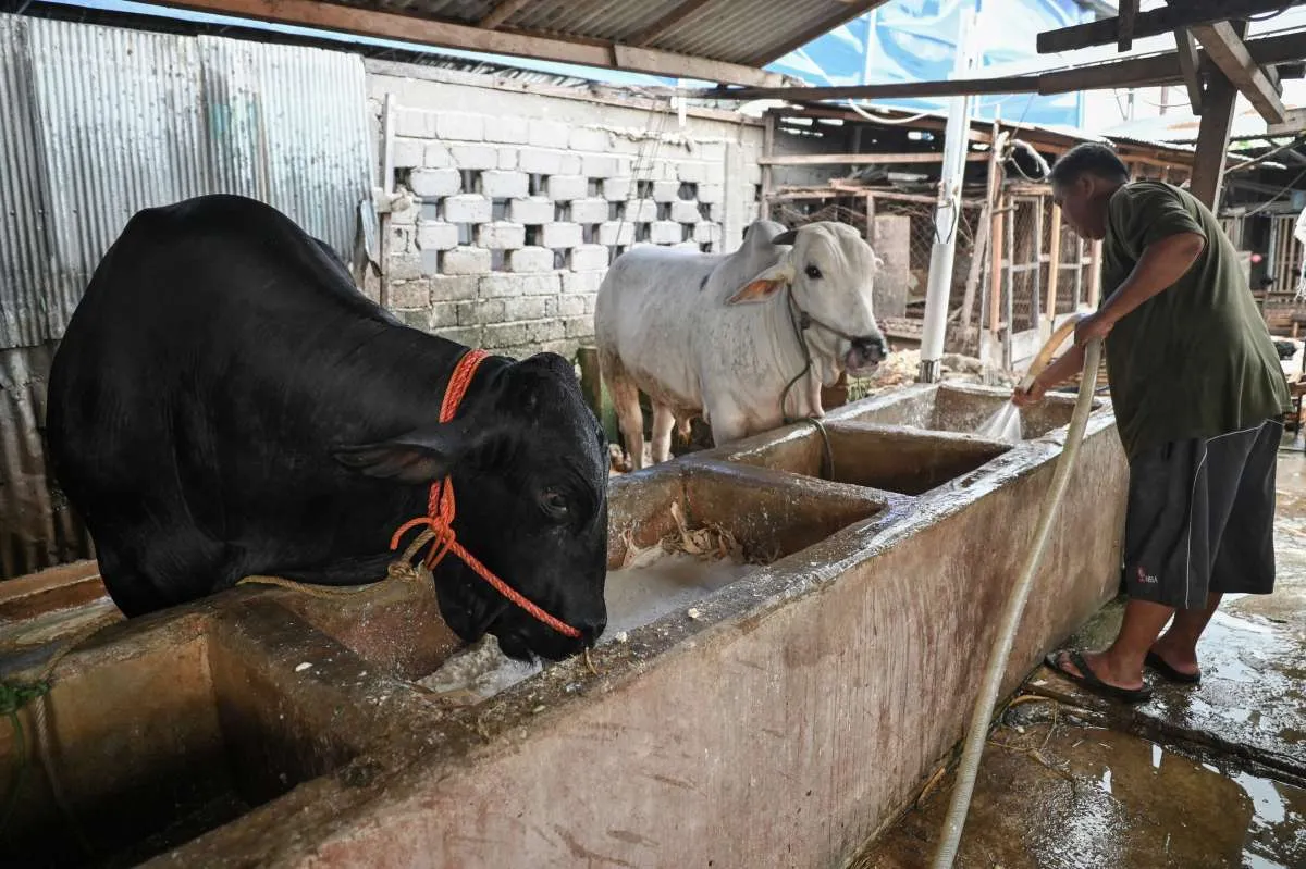 Cek Harga Kurban Aceh untuk Korban Bencana: Berbagi Kebahagiaan hingga Pelosok!