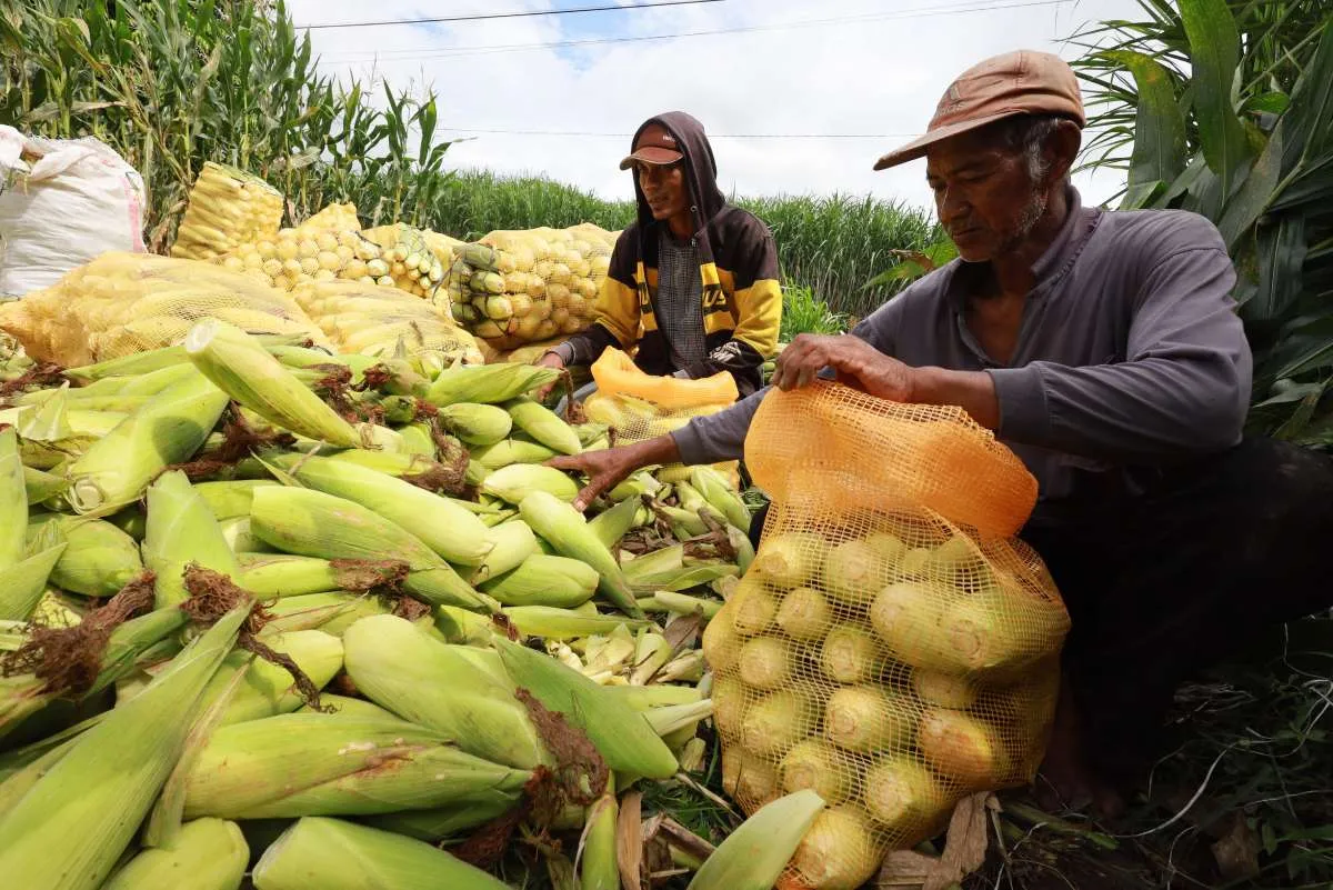 Sistem Pangan RI Timbulkan Beban Tersembunyi Mencapai Rp 9.334,5 Triliun
