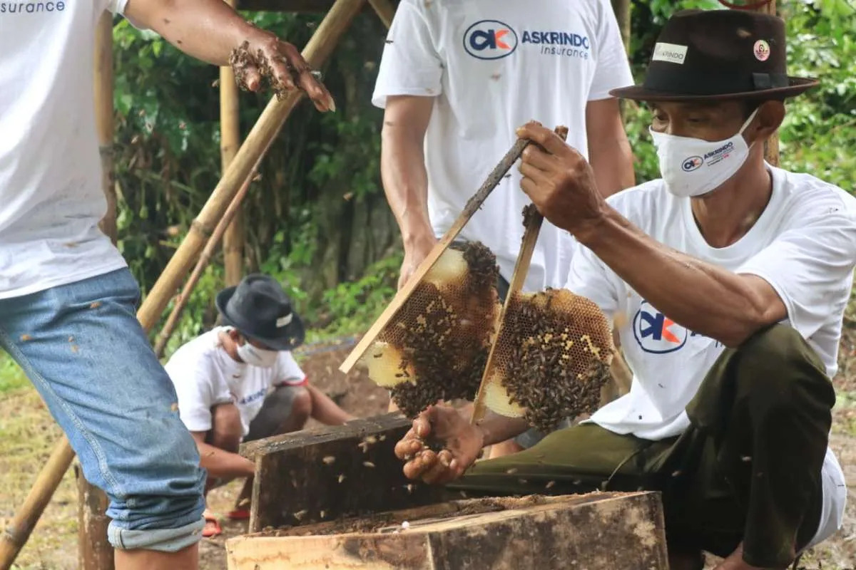 Askrindo dukung usaha peternakan lebah hutan alam roban di Batang, Jateng