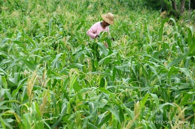 Dukung swasembada, TNI Aceh Selatan lomba jagung