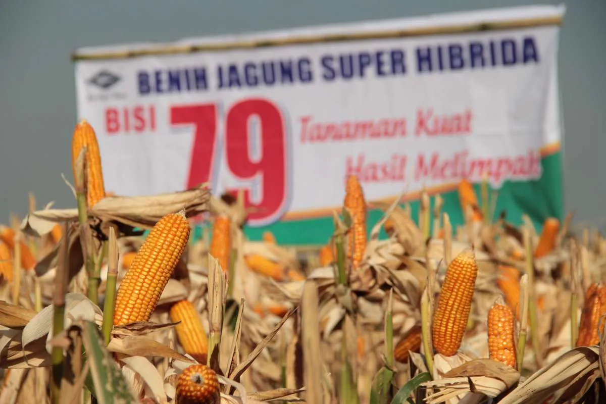 Semester II-2023, Bisi International (BISI) Optimis Kinerja Bisnis Bakal Lebih Baik