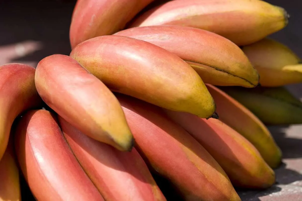 Catat Yuk 6 Manfaat Pisang Merah Untuk Kesehatan Tubuh, Apa Saja?