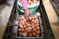 Kenali 5 Penyebab Produksi Telur Ayam Turun Saat Musim Hujan
