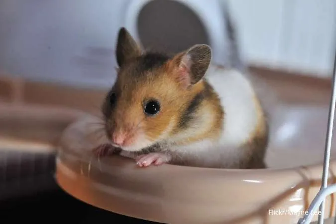 Cara Menghentikan Hamster yang Suka Mengigit Kandang