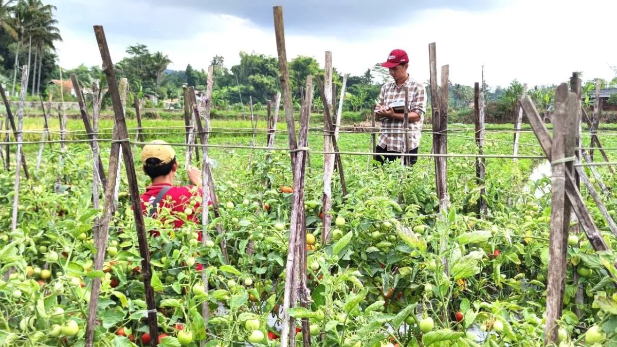 IBA 2025 Akan Digelar Bulan Ini, Dorong Inovasi dan Regenerasi Pemulia Tanaman 
