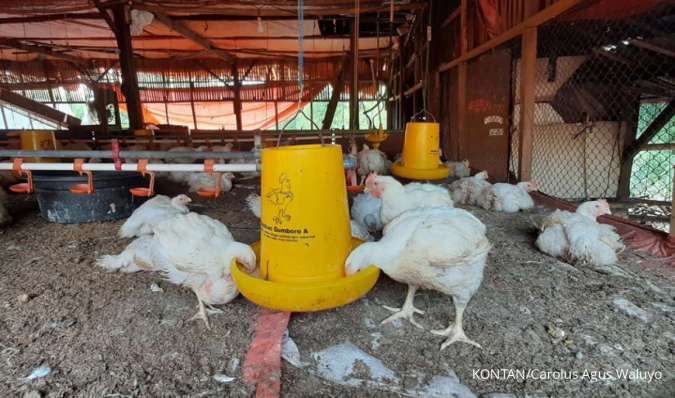 Harga Ayam Pulih dan Pakan Turun, Kinerja Emiten Poultry Diprediksi Positif