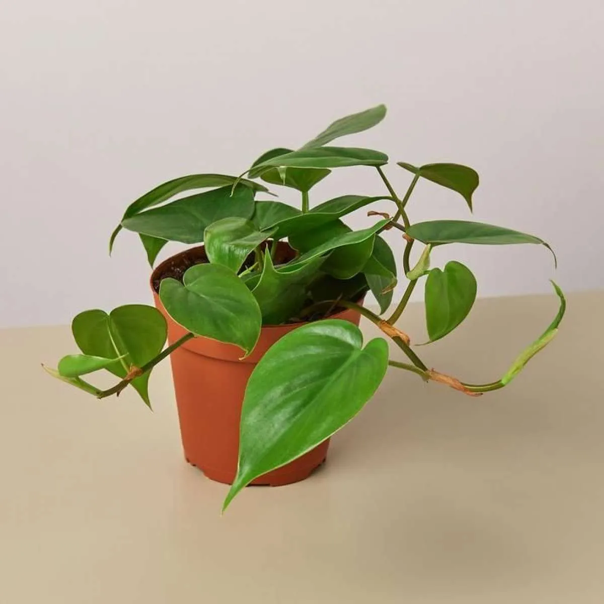 Tak Perlu Bingung, Ini Perbedaan Tanaman Pothos dan Philodendron