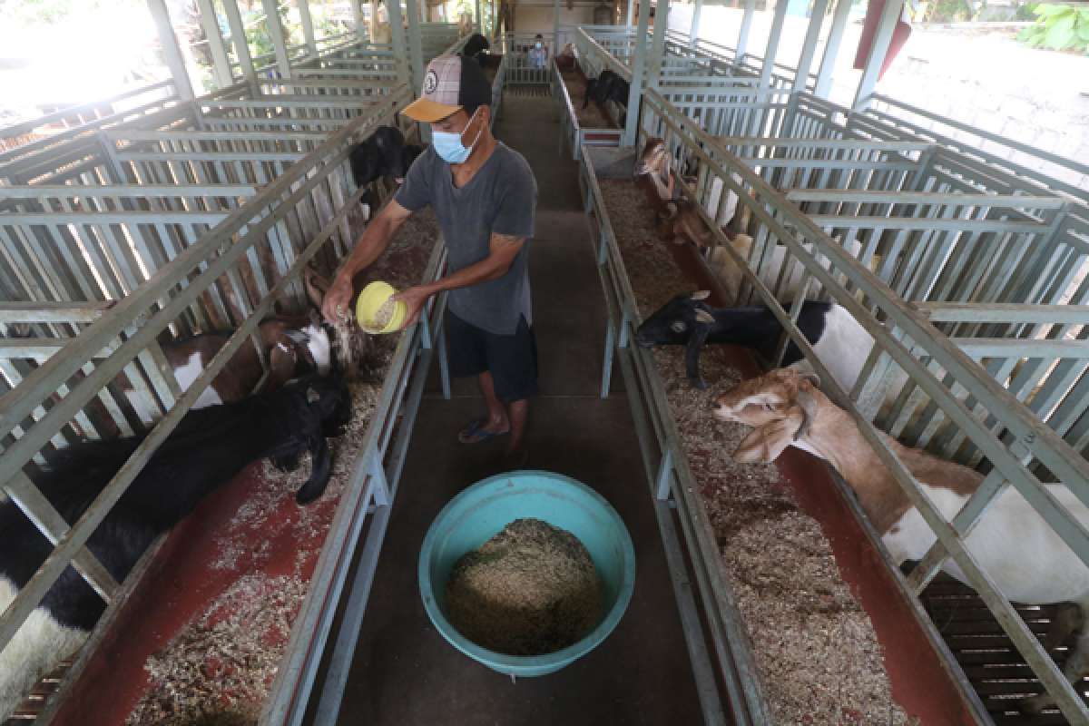 Emiten Poultry Kena Imbas Harga Broiler dan Omicron