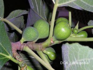 Budidaya pohon ara yang ringan perawatannya (2)