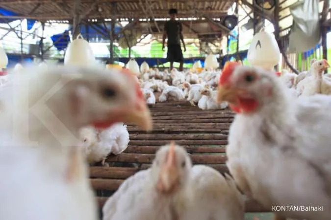 Brazil, Mexico Eye Regional Avian Flu Plan to Keep Trade Flowing