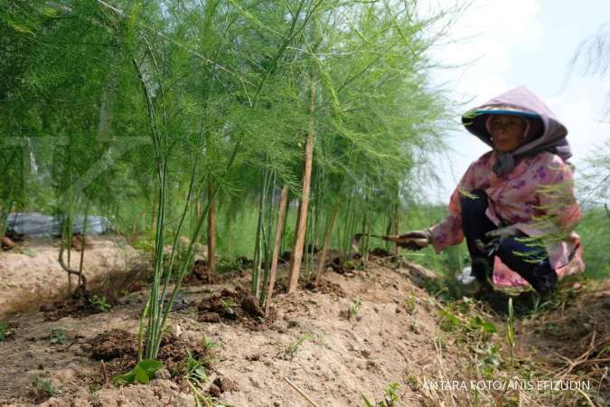 Daftar buah dan sayur untuk mempercepat menurunkan berat badan