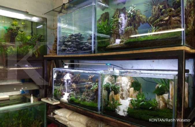5 Tanaman Hias Aquarium Terbaik yang Bisa Tumbuh di Air, Punya Manfaat untuk Ikan