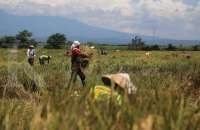 Prabowo Akan Tindak Penggilingan yang Beli Gabah di Bawah HPP