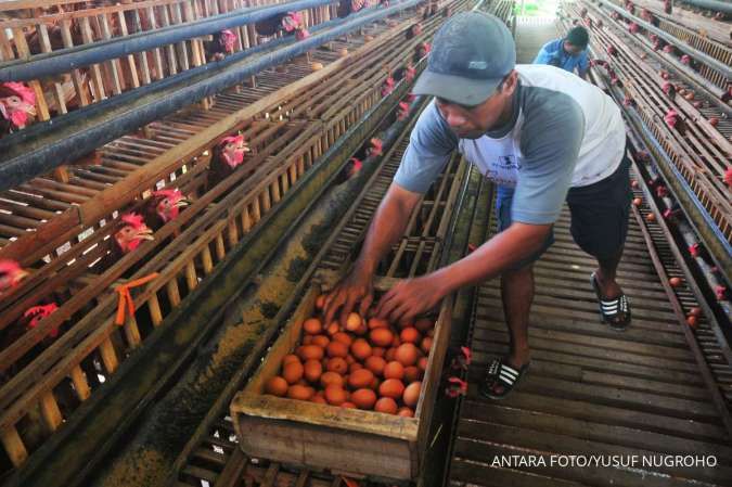 Harga Telur, Daging, dan Kedelai di Papua Selatan Naik, Jumat (6/12)