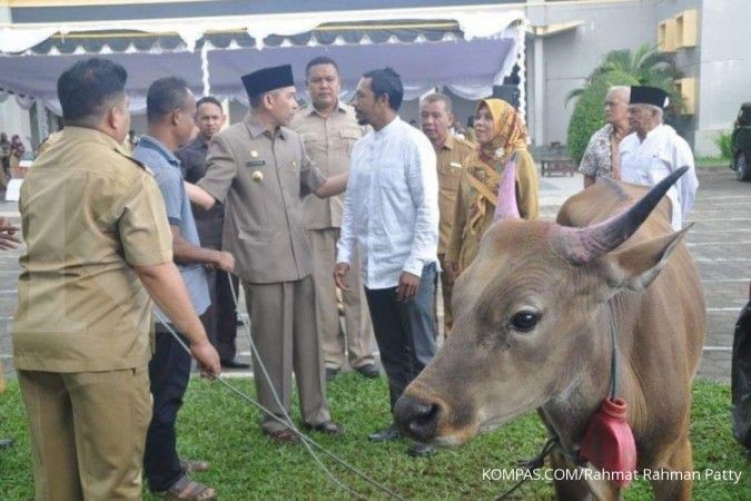 Sapi kurban Presiden untuk Maluku capai 800 kg 