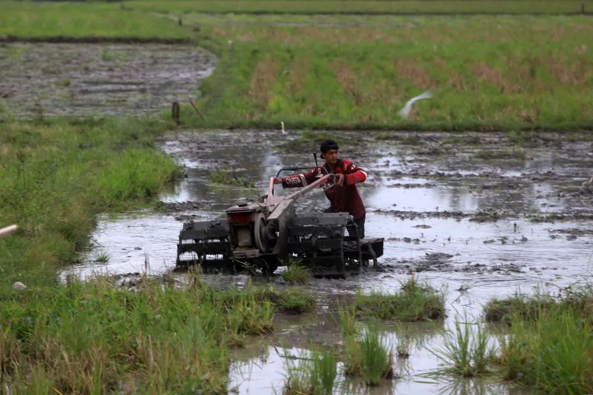 Perkuat Stok Pangan, Kementan Percepat Cetak sawah 2.000 Hektare di Papua Pegunungan