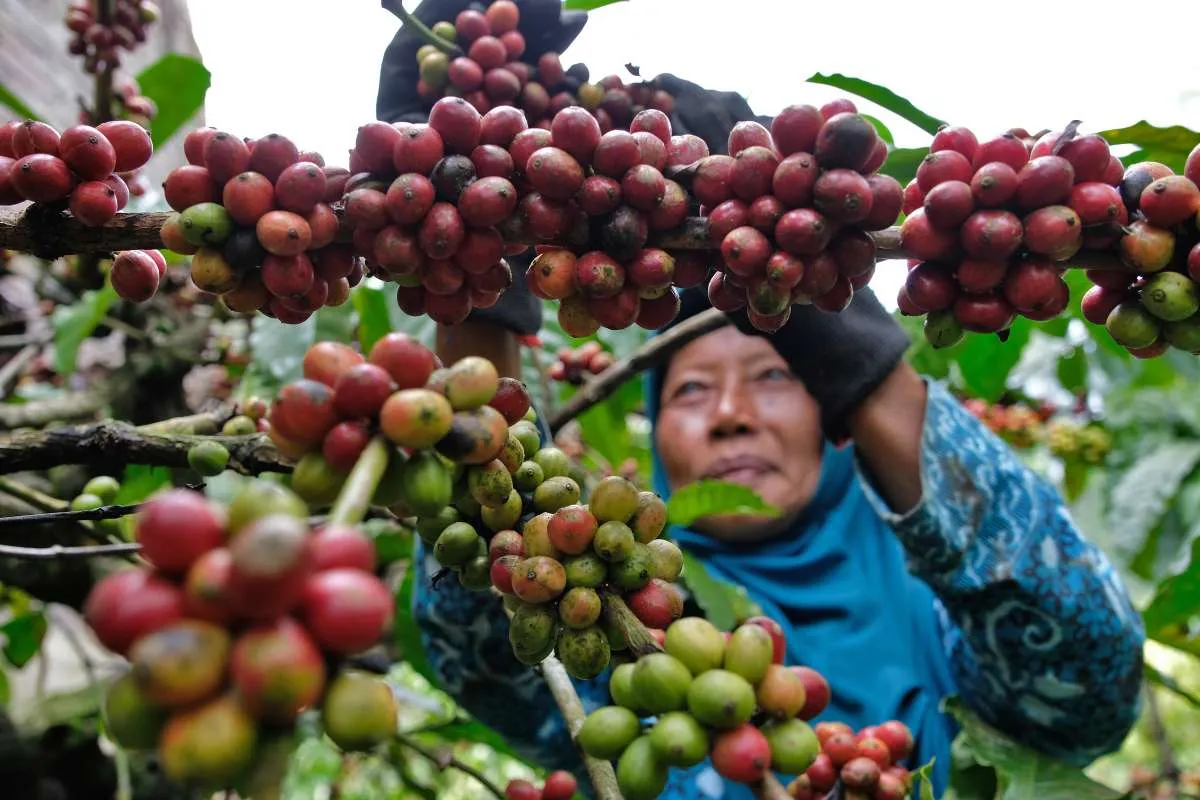 Data Ekspor Kopi Indonesia Tahun 2024 Menurut BPS, Cek Daftar Negara Tujuan