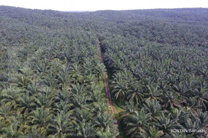 Indonesia to push back palm replanting target beyond 2025