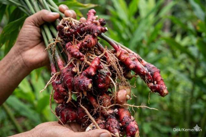 Dari Laboratorium ke Industri, Jahira Dorong Jahe Merah Indonesia Naik Kelas