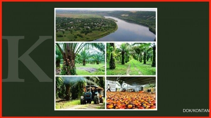 5 Negara produsen kelapa sawit terbesar di dunia