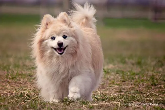 Anjing Pomeranian
