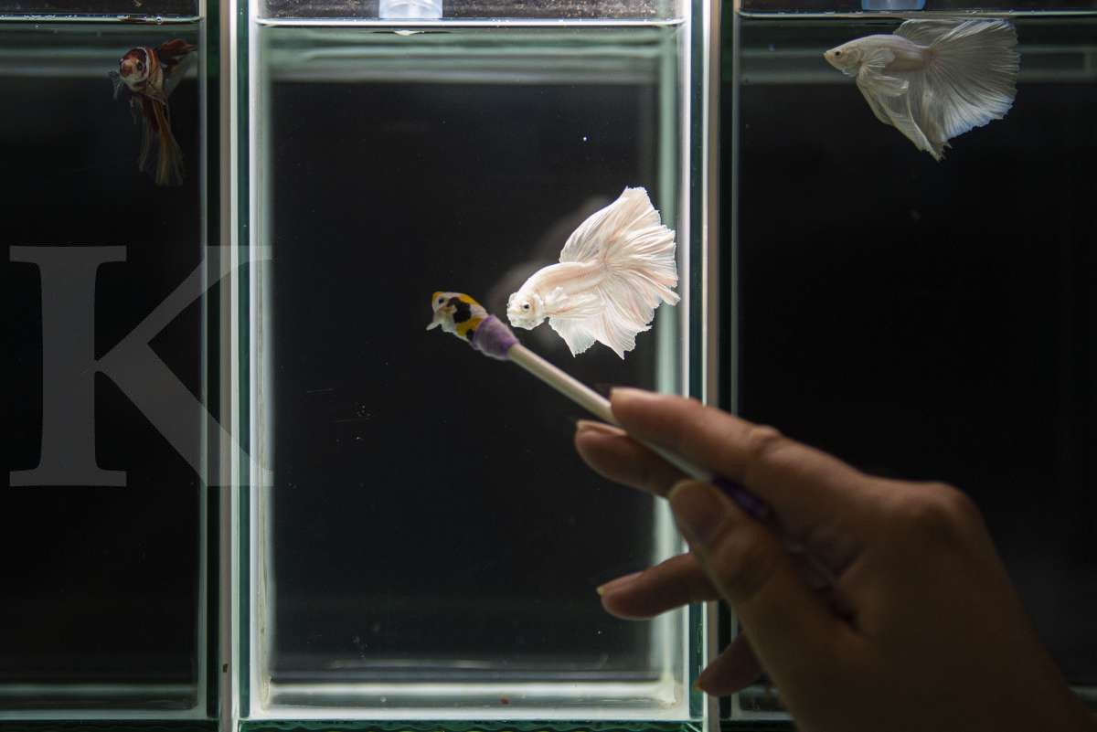 Berlatih untuk kontes